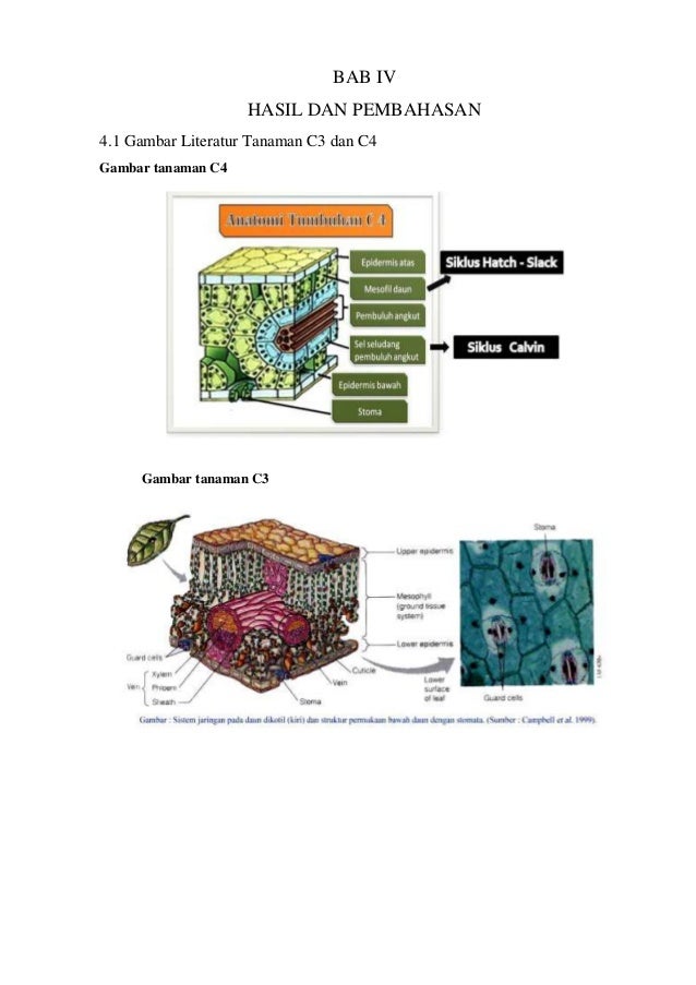 Laporan praktikum c3, c4 dan cam diagram batang 