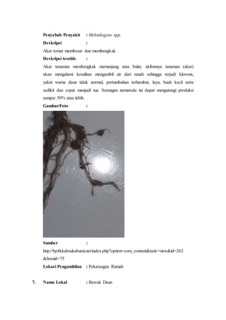 Penyebab Penyakit : Meloidogyne spp.
Deskripsi :
Akar tomat membesar dan membengkak
Deskripsi teoritis :
Akar tanaman membengkak memanjang atau bulat, akibatnya tanaman (akar)
akan mengalami kesulitan mengambil air dari tanah sehingga terjadi klorosis,
yakni warna daun tidak normal, pertumbuhan terhambat, layu, buah kecil serta
sedikit dan cepat menjadi tua. Serangan nematoda ini dapat mengurangi produksi
sampai 50% atau lebih.
Gambar/Foto :
Sumber :
http://bp4kkabsukabumi.net/index.php?option=com_content&task=view&id=263
&Itemid=75
Lokasi Pengambilan : Pekarangan Rumah
7. Nama Lokal : Bercak Daun
 