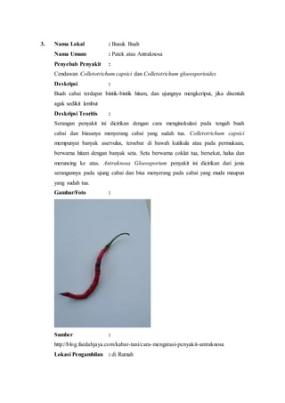 3. Nama Lokal : Busuk Buah
Nama Umum : Patek atau Antraknosa
Penyebab Penyakit :
Cendawan Colletotrichum capsici dan Colletotrichum gloeosporioides
Deskripsi :
Buah cabai terdapat bintik-bintik hitam, dan ujungnya mengkeriput, jika disentuh
agak sedikit lembut
Deskripsi Teoritis :
Serangan penyakit ini dicirikan dengan cara menginokulasi pada tengah buah
cabai dan biasanya menyerang cabai yang sudah tua. Colletotrichum capsici
mempunyai banyak aservulus, tersebar di bawah kutikula atau pada permukaan,
berwarna hitam dengan banyak seta. Seta berwarna coklat tua, bersekat, halus dan
meruncing ke atas. Antraknosa Gloeosporium penyakit ini dicirikan dari jenis
serangannya pada ujung cabai dan bisa menyerang pada cabai yang muda maupun
yang sudah tua.
Gambar/Foto :
Sumber :
http://blog.faedahjaya.com/kabar-tani/cara-mengatasi-penyakit-antraknosa
Lokasi Pengambilan : di Rumah
 