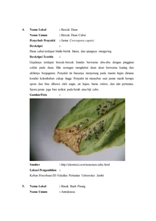 4. Nama Lokal : Bercak Daun
Nama Umum : Bercak Daun Cabai
Penyebab Penyakit : Jamur Cercospora capsici
Deskripsi :
Daun cabai terdapat bintik-bintik hitam, dan ujungnya mengering
Deskripsi Teoritis :
Gejalanya terdapat bercak-bercak bundar berwarna abu-abu dengan pinggiran
coklat pada daun. Bila serangan menghebat daun akan berwarna kuning dan
akhirnya berguguran. Penyakit ini biasanya menyerang pada musim hujan dimana
kondisi kelembaban cukup tinggi. Penyakit ini menyebar saat jamur masih berupa
spora dan bisa dibawa oleh angin, air hujan, hama vektor, dan alat pertanian.
Spora jamur juga bisa terikut pada benih atau biji cabe.
Gambar/Foto :
Sumber : http://alamtani.com/tanaman-cabe.html
Lokasi Pengambilan :
Kebun Percobaan D3 Fakultas Pertanian Universitas Jambi
5. Nama Lokal : Busuk Buah Pisang
Nama Umum : Antraknosa
 