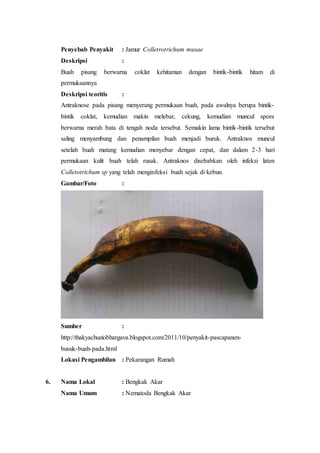 Penyebab Penyakit : Jamur Colletrotrichum musae
Deskripsi :
Buah pisang berwarna coklat kehitaman dengan bintik-bintik hitam di
permukaannya
Deskripsi teoritis :
Antraknose pada pisang menyerang permukaan buah, pada awalnya berupa bintik-
bintik coklat, kemudian makin melebar, cekung, kemudian muncul spora
berwarna merah bata di tengah noda tersebut. Semakin lama bintik-bintik tersebut
saling menyambung dan penampilan buah menjadi buruk. Antraknos muncul
setelah buah matang kemudian menyebar dengan cepat, dan dalam 2-3 hari
permukaan kulit buah telah rusak. Antraknos disebabkan oleh infeksi laten
Colletotrichum sp yang telah menginfeksi buah sejak di kebun.
Gambar/Foto :
Sumber :
http://thakyachuziobhargava.blogspot.com/2011/10/penyakit-pascapanen-
busuk-buah-pada.html
Lokasi Pengambilan : Pekarangan Rumah
6. Nama Lokal : Bengkak Akar
Nama Umum : Nematoda Bengkak Akar
 