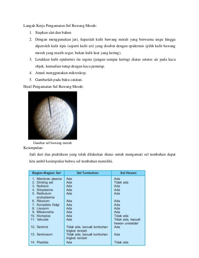 Laporan Praktikum Difusi Osmosis Plasmolisis