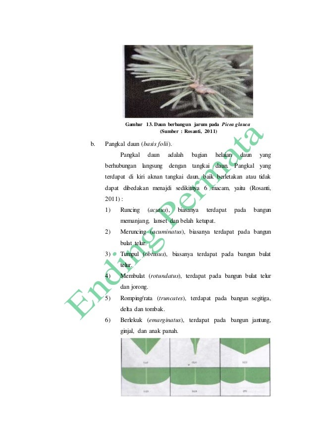 Laporan Praktikum I Daun Folium