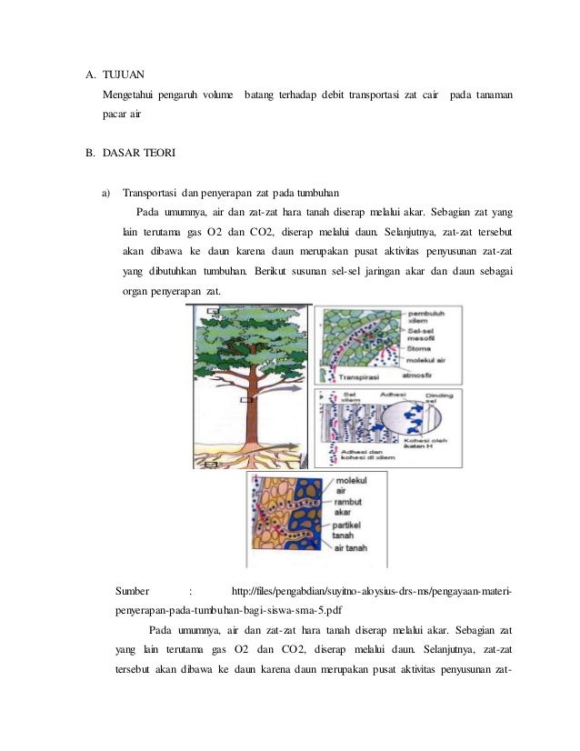 Laporan praktikum ipa 2 kapilaritas