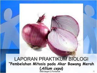 LAPORAN PRAKTIKUM BIOLOGI
“Pembelahan Mitosis pada Akar Bawang Merah
               (Allium cepa)
               SMA Negeri 2 Pontianak    1
 