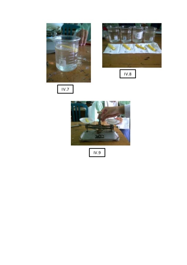 Laporan praktikum peristiwa osmosis pada kentang