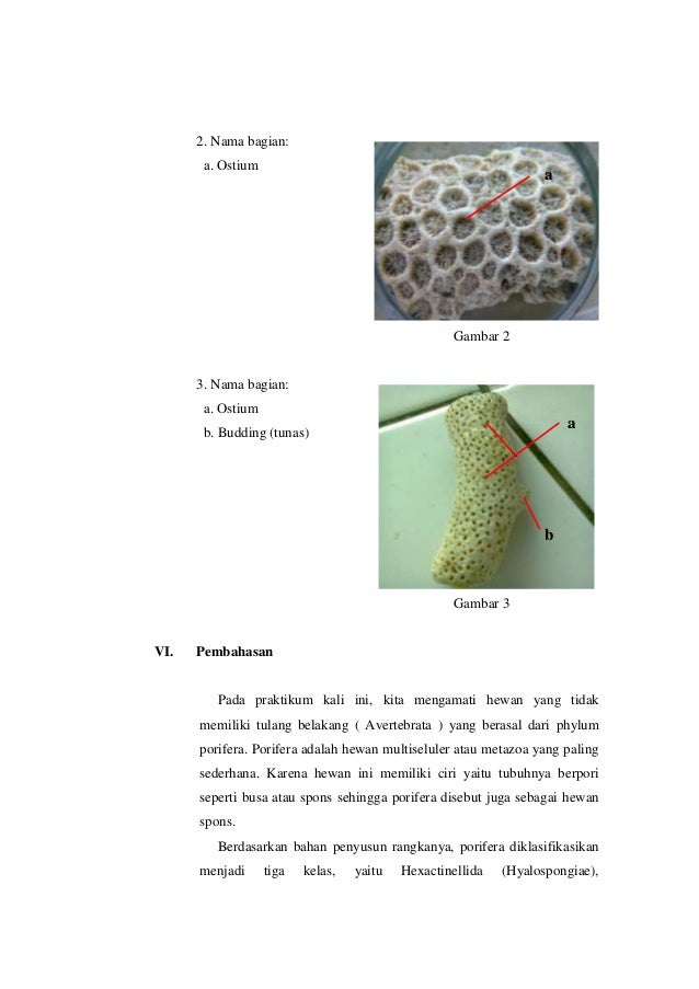 Laporan praktikum porifera kelompok 6