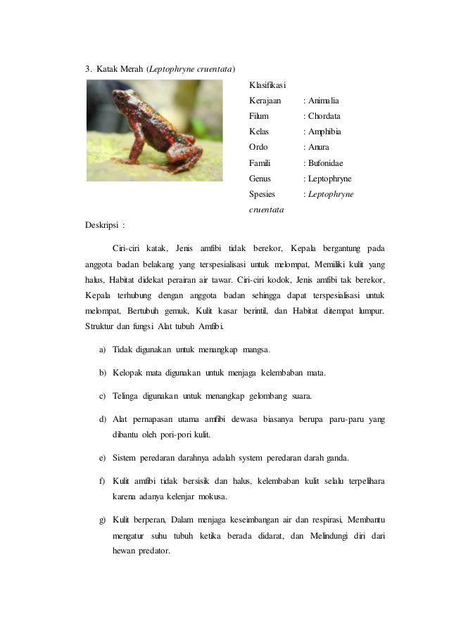 Jenis Satwa Harapan Dan Ciri Cirinya Berbagai Jenis Itu