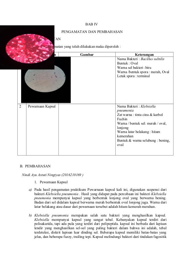 Laporan Praktikum Mikrobiologi Pewarnaan Bakteri Terbaru