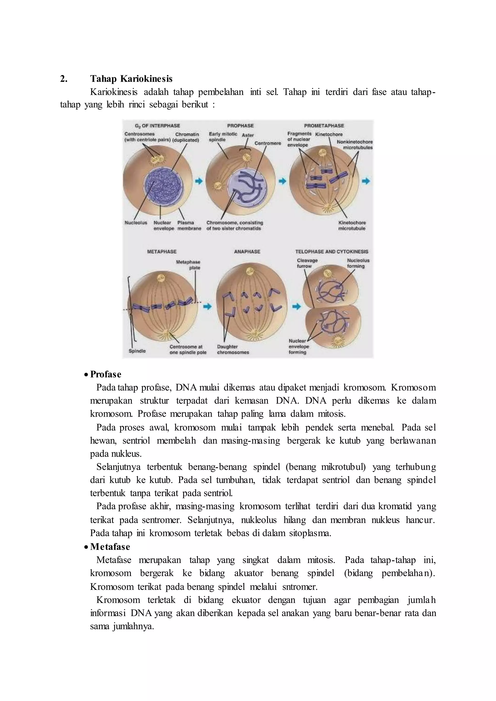 Laporan Resmi Praktikum Biologi Tahapan Mitosis dan Meiosis Tumbuhan | DOCX