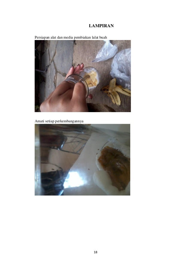Laporan Siklus Hidup Lalat Buah Drosophila Melanogaster