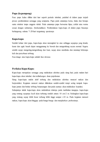 Pupa (kepompong)
Fase pupa kalau dilihat dari luar seperti periode istirahat, padahal di dalam pupa terjadi
proses pembentukan serangga yang sempurna. Pupa pada umumnya keras, halus dan berupa
suatu struktur tanpa anggota tubuh. Pada umumnya pupa berwarna hijau, coklat atau warna
sesuai dengan sekitarnya. (berkamuflase). Pembentukan kupu-kupu di dalam pupa biasanya
berlangsung selama 7–20 hari tergantung spesiesnya
Kupu-kupu
Setelah keluar dari pupa, kupu-kupu akan merangkak ke atas sehingga sayapnya yang lemah,
kusut dan agak basah dapat menggantung ke bawah dan mengembang secara normal. Segera
setelah sayap mengering,mengembang dan kuat, sayap akan membuka dan menutup beberapa
kali dan percobaan terbang.
Fase imago atau kupu-kupu adalah fase dewasa
Perilaku Kupu-Kupu:
Kupu-kupu merupakan serangga yang melakukan aktivitas pada siang hari, pada malam hari
kupu-kupu akan istirahat dan terlindungan daun pepohonan.
Siang kupu-kupu makin aktif terbang dan melakukan aktivitas mencari makan dan
berproduksi. Kegiatan mencari makan dilakukan sendiri-sendiri tetapi sering tampak kupu-
kupu jantan dan batina terbang berpasangan dan pada saatnya akan melakukan kopulasi.
Selanjutnya induk kupu-kupu akan meletakkan telurnya pada tumbuhan inangnya. kupu-kupu
yang rentang sayapnya kecil akan terbamg rendah antara 10 cm-2 m. Sedangkan kupu-kupu
yang rentang sayap lebih besar terbang lebih tinggi sampai ±10 m. Pada kegiatan mencari
makan, kupu-kupu akan hinggap pada bunga-bunga dan menjulurkan probosisnya.
 