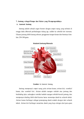7. Jantung sebagai Pompa dan Faktor yang Mempengaruhinya
A. Anatomi Jantung
Jantung adalah sebuah organ berotot dengan empat ruang yang terletak di
rongga dada dibawah perlindungan tulang iga, sedikit ke sebelah kiri sternum.
Ukuran jantung lebih kurang sebesar genggaman tangan kanan dan beratnya kira-
kira 250-300 gram.
Gambar 4. Anatomi Jantung.
Jantung mempunyai empat ruang yaitu atrium kanan, atrium kiri, ventrikel
kanan, dan ventrikel kiri. Atrium adalah ruangan sebelah atas jantung dan
berdinding tipis, sedangkan ventrikel adalah ruangan sebelah bawah jantung. dan
mempunyai dinding lebih tebal karena harus memompa darah ke seluruh tubuh.
Atrium kanan berfungsi sebagai penampung darah rendah oksigen dari seluruh
tubuh. Atrium kiri berfungsi menerima darah yang kaya oksigen dari paru-paru
 