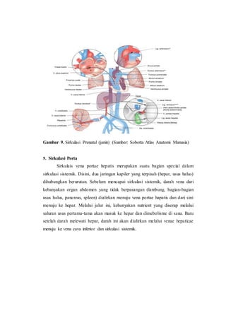 Gambar 9. Sirkulasi Prenatal (janin) (Sumber: Sobotta Atlas Anatomi Manusia)
5. Sirkulasi Porta
Sirkulais vena portae hepatis merupakan suatu bagian special dalam
sirkulasi sistemik. Disini, dua jaringan kapiler yang terpisah (hepar, usus halus)
dihubungkan berurutan. Sebelum mencapai sirkulasi sistemik, darah vena dari
kebanyakan organ abdomen yang tidak berpasangan (lambung, bagian-bagian
usus halus, pancreas, spleen) dialirkan menuju vena portae hapatis dan dari sini
menuju ke hepar. Melalui jalur ini, kebanyakan nutrient yang diserap melalui
saluran usus pertama-tama akan masuk ke hepar dan dimebolisme di sana. Baru
setelah darah melewati hepar, darah ini akan dialirkan melalui venae hepaticae
menuju ke vena cava inferior dan sirkulasi sistemik.
 