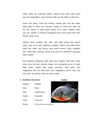 terlihat gendut dan gerakannya lamban. Adapun bawal jantan selain agresif
juga akan mengeluarkan cairan berwarna putih susu bila dipijat ke arah anus.
Seperti ikan lainnya, bawal pun biasanya memijah pada awal dan selama
musim hujan. Di Brazil dan Venezuela, kejadian itu terjadi pada bulan Juni
dan Juli. Adapun di negara-negara lainnya, bawal dapat mengikuti musim
yang ada, misalnya di Indonesia kematangan gonad bawal terjadi pada bulan
Oktober sampai April.
Sebelum musim pemijahan tiba, induk yang sudah matang akan mencari
tempat yang cocok untuk melakukan pemijahan. Daerah yang paling disukai
adalah hulu sungai yang biasanya pada musim kemarau kering, sedangkan
pada musim hujan tergenang. Daerah yang seperti ini memberikan rangsangan
dalam memijah.
Saat pemijahan berlangsung, induk jantan akan mengejar induk betina. Induk
betina kerap kali akan membalas dengan cara menempelkan perut ke kepala
induk jantan. Apabila telah sampai puncaknya, induk betina akan
mengeluarkan telur dan induk jantan akan mengeluarkan sperma. Telur yang
telah keluar akan dibuahi dalam air (di luar tubuh).
4. Klasifikasi Ikan Bawel Gambar.
Kingdom : Animalia
Kelas : Pisces
Ordo : Cypriniformes
Familli : Characidae
Genus : Colossoma
Spesies : Colossoma macropomum
 