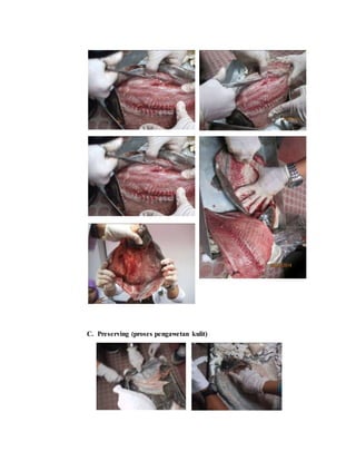 C. Preserving (proses pengawetan kulit)
 