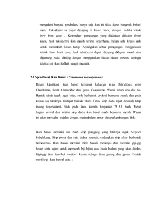 mengalami banyak perubahan, hanya saja ikan ini tidak dapat bergerak bebas/
mati. Taksidermi ini dapat dipajang di lemari kaca, ataupun melalui teknik
bow front case . Kelemahan pemajangan yang dilakukan didalam almari
kaca, hasil taksidermi ikan masih terlihat sederhana, belum ada kreasi unik
untuk menambah kesan hidup. Sedangakan untuk pemajangan menggunakan
teknik bow front case, hasil taksidermi dapat dipajang didepan rumah atau
digantung pada dinding dengan menggunakan hiasan-hiasan tertentu sehingga
taksidermi ikan terlihat sangat menarik.
2.2 Spesifikasi Ikan Bawal (Colossoma macropomum)
Dalam klasifikasi, ikan bawel termasuk keluarga kelas Ostrichtyes, ordo
Chariformis, familli Characidae dan genus Colossoma. Warna tubuh abu-abu tua.
Bentuk tubuh tegak agak bulat, sisik berbentuk cycloid berwarna perak dan pada
kedua sisi tubuhnya terdapat bercak hitam. Letak sirip dada tepat dibawah tutup
insang (operkulum). Sisik pada linea lateralis berjumlah 78-84 buah. Tubuh
bagian ventral dan sekitar sirip dada ikan bawal muda berwarna merah. Warna
ini akan memudar sejalan dengan pertambahan umur dan perkembangan fisik.
Ikan bawal memiliki dua buah sirip punggung yang letaknya agak bergeser
kebelakang. Sirip perut dan sirip dubur terpisah, sedangkan sirip ekor berbentuk
homocercal. Ikan bawal memiliki bibir bawah menonjol dan memiliki gigi-gigi
besar serta tajam untuk memecah biji-bijian atau buah-buahan yang akan ditelan.
Gigi-gigi ikan tersebut memberi kesan sebagai ikan garang dan ganas. Bentuk
morfologi ikan bawal yaitu :
 