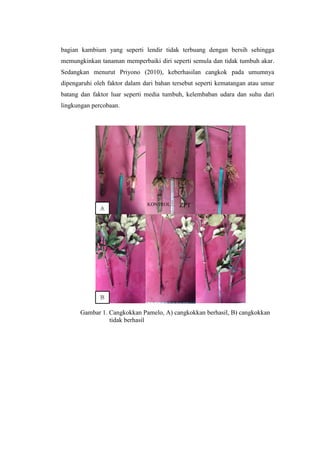 bagian kambium yang seperti lendir tidak terbuang dengan bersih sehingga
memungkinkan tanaman memperbaiki diri seperti semula dan tidak tumbuh akar.
Sedangkan menurut Priyono (2010), keberhasilan cangkok pada umumnya
dipengaruhi oleh faktor dalam dari bahan tersebut seperti kematangan atau umur
batang dan faktor luar seperti media tumbuh, kelembaban udara dan suhu dari
lingkungan percobaan.
Gambar 1. Cangkokkan Pamelo, A) cangkokkan berhasil, B) cangkokkan
tidak berhasil
ZPTKONTROL
 