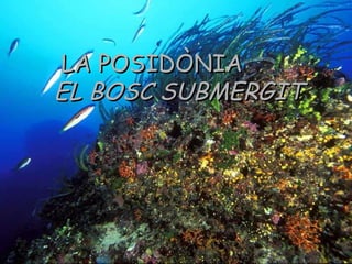 LA POSIDÒNIA EL BOSC SUBMERGIT   