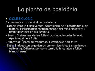 La planta de posidònia <ul><li>CICLE BIOLÒGIC </li></ul><ul><li>Es presenta un cicle vital per estacions: </li></ul><ul><l...