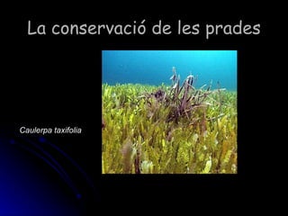 La conservació de les prades <ul><li>Caulerpa taxifolia </li></ul>