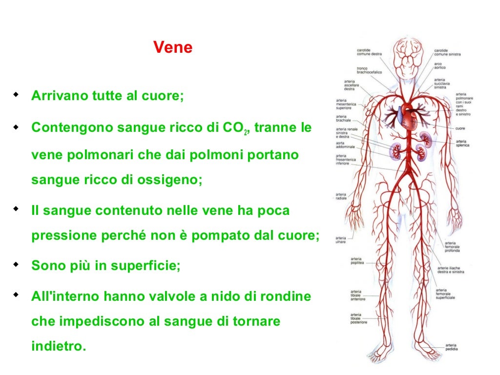 L’apparato circolatorio