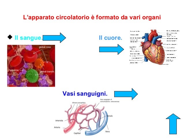 L’apparato circolatorio