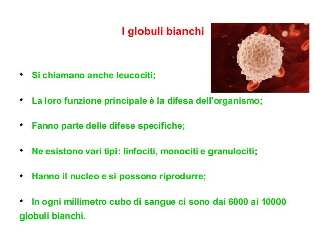 L’apparato circolatorio