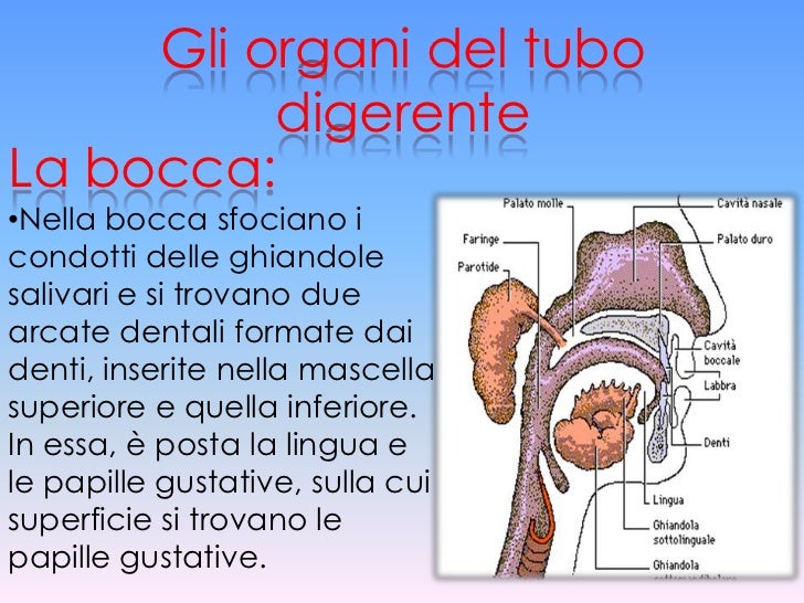 Valvola Che Mette In Comunicazione Lo Stomaco Con L Intestino
