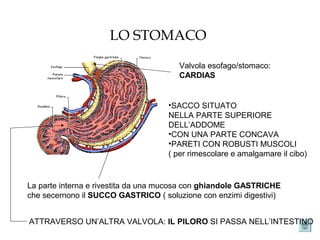 LO STOMACO
Valvola esofago/stomaco:
CARDIAS
•SACCO SITUATO
NELLA PARTE SUPERIORE
DELL’ADDOME
•CON UNA PARTE CONCAVA
•PARETI CON ROBUSTI MUSCOLI
( per rimescolare e amalgamare il cibo)
La parte interna e rivestita da una mucosa con ghiandole GASTRICHE
che secernono il SUCCO GASTRICO ( soluzione con enzimi digestivi)
ATTRAVERSO UN’ALTRA VALVOLA: IL PILORO SI PASSA NELL’INTESTINO
 