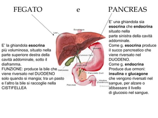 FEGATO e PANCREAS
E’ la ghiandola esocrina
più voluminosa, situato nella
parte superiore destra della
cavità addominale, sotto il
diaframma.
FUNZIONE: produce la bile che
viene riversato nel DUODENO
solo quando si mangia; tra un pasto
e l’altro la bile si raccoglie nella
CISTIFELLEA
E’ una ghiandola sia
esocrina che endocrina
situato nella
parte sinistra della cavità
addominale.
Come g. esocrina produce
iI succo pancreatico che
viene riversato nel
DUODENO.
Come g. endocrina
Produce due ormoni:
insulina e glucagone
che vengono riversati nel
sangue, per alzare o
abbassare il livello
di glucosio nel sangue.
 