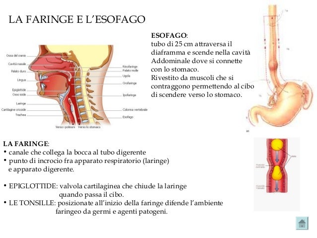 Valvola Attraverso La Quale L Esofago Comunica Con Lo Stomaco L'apparato digerente