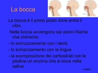 La bocca
La bocca è il primo posto dove entra il
cibo.
Nella bocca avvengono sia azioni fisiche
che chimiche:
- lo sminuzzamento con i denti,
- lo schiacciamento con la lingua
- la scomposizione dei carboidrati con la
ptialina un enzima che si trova nella
saliva.
Indietro
 
