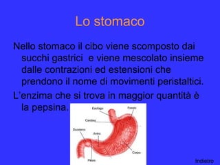 Lo stomaco
Nello stomaco il cibo viene scomposto dai
succhi gastrici e viene mescolato insieme
dalle contrazioni ed estensioni che
prendono il nome di movimenti peristaltici.
L’enzima che si trova in maggior quantità è
la pepsina.
Indietro
 