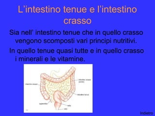 L’intestino tenue e l’intestino
crasso
Sia nell’ intestino tenue che in quello crasso
vengono scomposti vari principi nutritivi.
In quello tenue quasi tutte e in quello crasso
i minerali e le vitamine.
Indietro
 