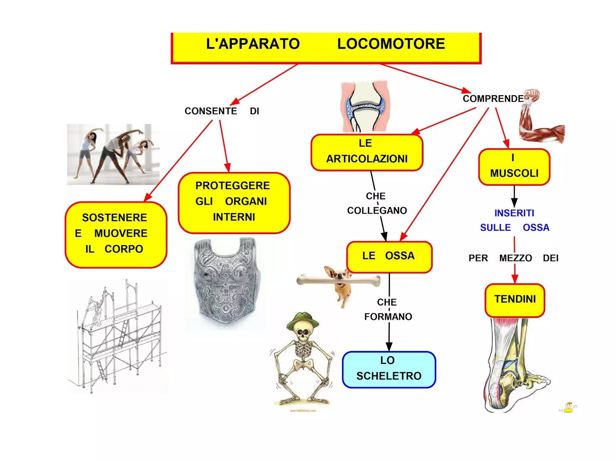 L Apparato Locomotore Ppt