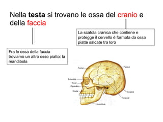 Nella testa si trovano le ossa del cranio e
della faccia
La scatola cranica che contiene e
protegge il cervello è formata da ossa
piatte saldate tra loro
Fra le ossa della faccia
troviamo un altro osso piatto: la
mandibola
 