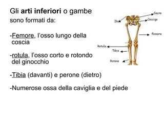 Gli arti inferiori o gambe
sono formati da:
-Femore, l’osso lungo della
coscia
-rotula, l’osso corto e rotondo
del ginocchio
-Tibia (davanti) e perone (dietro)
-Numerose ossa della caviglia e del piede
 