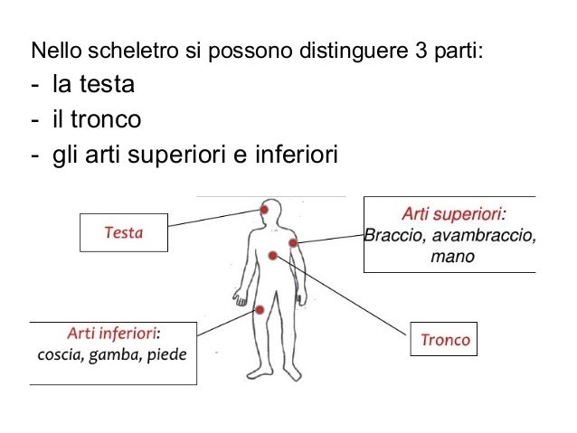 Da Cosa è Formato L Apparato Locomotore