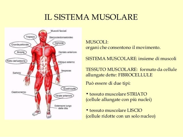 Da Cosa è Formato L Apparato Locomotore