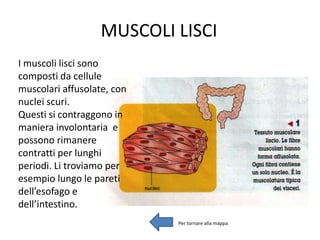 MUSCOLI LISCI
I muscoli lisci sono
composti da cellule
muscolari affusolate, con
nuclei scuri.
Questi si contraggono in
maniera involontaria e
possono rimanere
contratti per lunghi
periodi. Li troviamo per
esempio lungo le pareti
dell’esofago e
dell’intestino.
Per tornare alla mappa
 