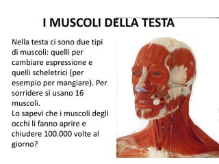 Nella testa ci sono due tipi
di muscoli: quelli per
cambiare espressione e
quelli scheletrici (per
esempio per mangiare). Per
sorridere si usano 16
muscoli.
Lo sapevi che i muscoli degli
occhi li fanno aprire e
chiudere 100.000 volte al
giorno?
I MUSCOLI DELLA TESTA
 