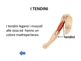 tendini
I tendini legano i muscoli
alle ossa ed hanno un
colore madreperlaceo.
I TENDINI
 
