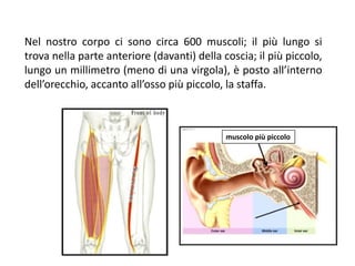 Nel nostro corpo ci sono circa 600 muscoli; il più lungo si
trova nella parte anteriore (davanti) della coscia; il più piccolo,
lungo un millimetro (meno di una virgola), è posto all’interno
dell’orecchio, accanto all’osso più piccolo, la staffa.
muscolo più piccolo
 