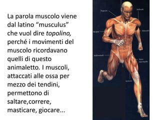 La parola muscolo viene
dal latino “musculus”
che vuol dire topolino,
perché i movimenti del
muscolo ricordavano
quelli di questo
animaletto. I muscoli,
attaccati alle ossa per
mezzo dei tendini,
permettono di
saltare,correre,
masticare, giocare...
 
