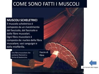 Una fibra muscolare che
contiene filamenti a
forma di bastoncino
Fascio di
fibre
COME SONO FATTI I MUSCOLI
MUSCOLI SCHELETRICI
Il muscolo scheletrico è
composto da un rivestimento
del fascicolo, dal fascicolo e
dalle fibre muscolari.
Ogni fibra muscolare è
composta da: nucleo della fibra
muscolare; vasi sanguigni e
dalla miofibrilla.
Per tornare alla mappa
 