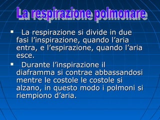  La respirazione si divide in dueLa respirazione si divide in due
fasi l’inspirazione, quando l’ariafasi l’inspirazione, quando l’aria
entra, e l’espirazione, quando l’ariaentra, e l’espirazione, quando l’aria
esce.esce.
 Durante l’inspirazione ilDurante l’inspirazione il
diaframma si contrae abbassandosidiaframma si contrae abbassandosi
mentre le costole le costole simentre le costole le costole si
alzano, in questo modo i polmoni sialzano, in questo modo i polmoni si
riempiono d’aria.riempiono d’aria.
 