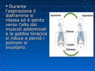 DuranteDurante
l’espirazione ill’espirazione il
diaframma sidiaframma si
rilassa ed è spintorilassa ed è spinto
verso l’alto daiverso l’alto dai
muscoli addominalimuscoli addominali
e la gabbia toracicae la gabbia toracica
si riduce e perciò isi riduce e perciò i
polmoni sipolmoni si
svuotano.svuotano.
 