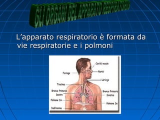L’apparato respiratorio è formata daL’apparato respiratorio è formata da
vie respiratorie e i polmonivie respiratorie e i polmoni
 