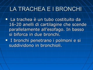 LA TRACHEA E I BRONCHILA TRACHEA E I BRONCHI
 La trachea è un tubo costituito daLa trachea è un tubo costituito da
16-20 anelli di cartilagine che scende16-20 anelli di cartilagine che scende
parallelamente all’esofago. In bassoparallelamente all’esofago. In basso
si biforca in due bronchi.si biforca in due bronchi.
 I bronchi penetrano i polmoni e siI bronchi penetrano i polmoni e si
suddividono in bronchioli.suddividono in bronchioli.
 